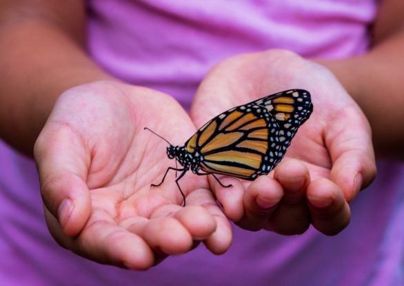 child holding butterfly in hands